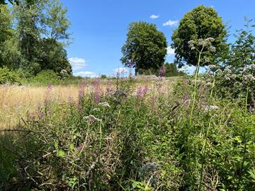 Nature path « Cornelysmillen »